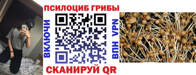 omg маркетплейс  Магас  Псилоцибиновые грибы Cubensis  цены  